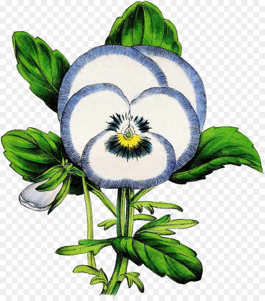 Flor，Planta PNG