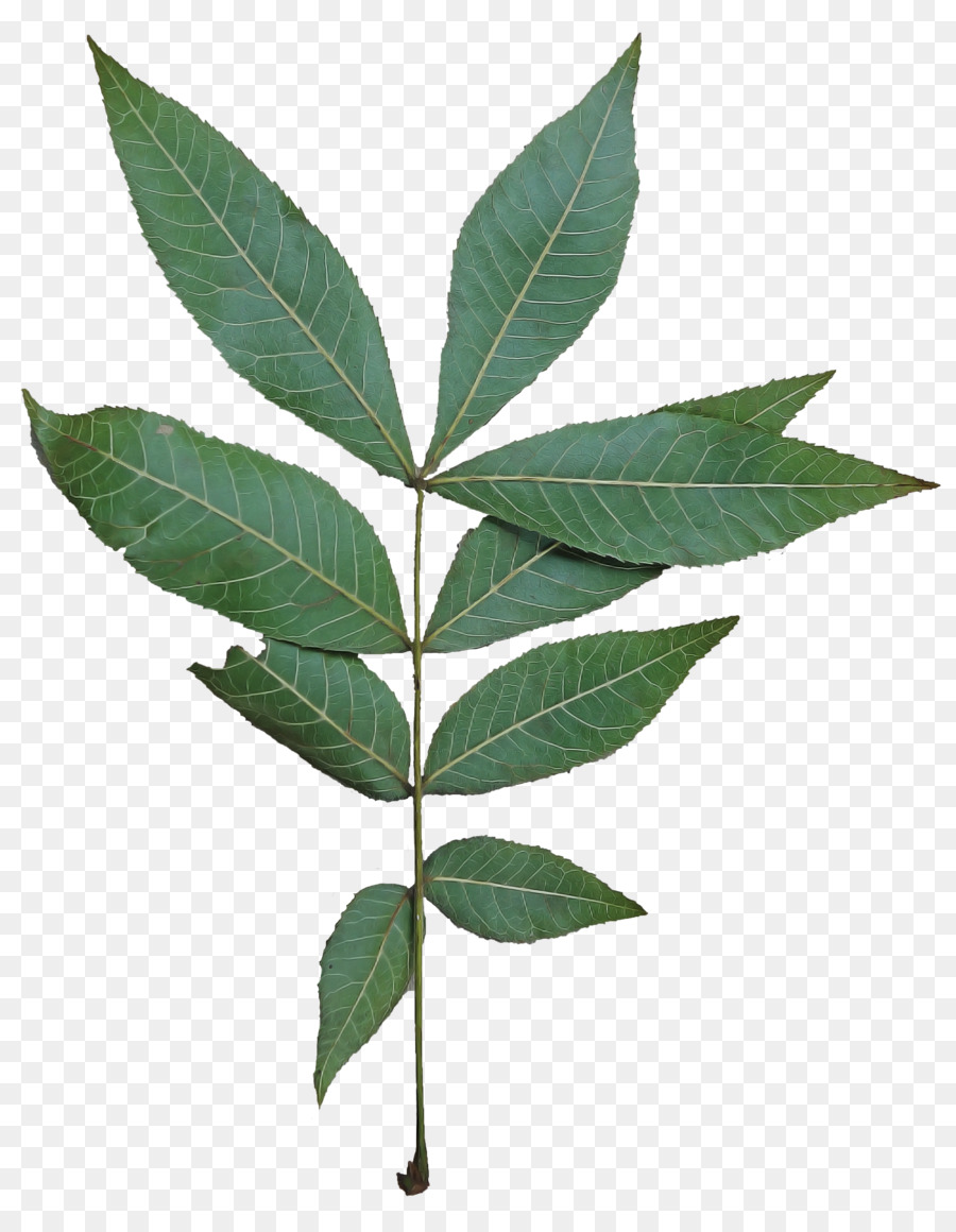 Flor，Hoja PNG