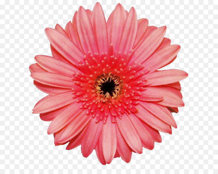 Flor，Barberton Daisy PNG