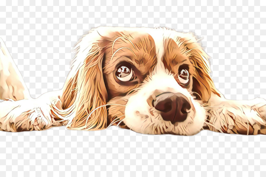 Perro，King Charles Spaniel PNG