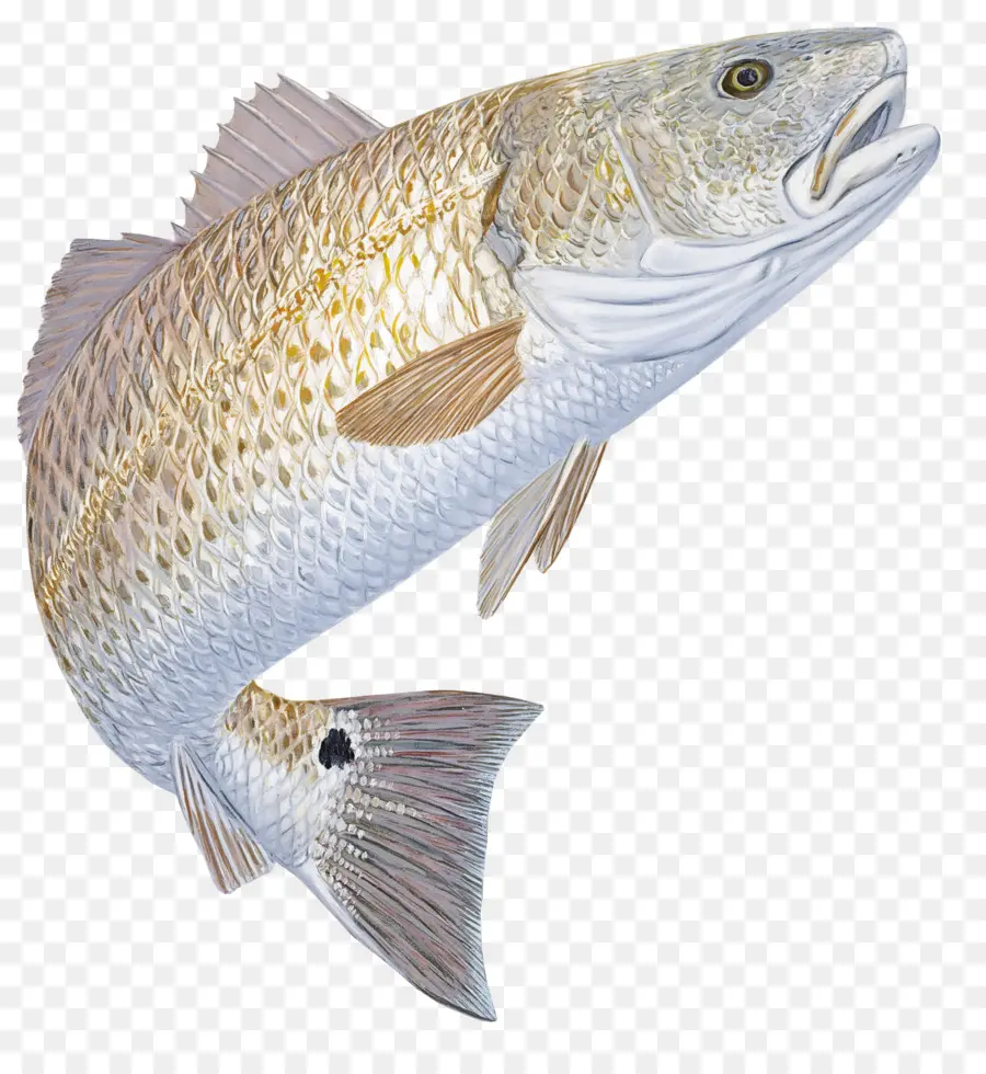 Los Peces，Bajo PNG