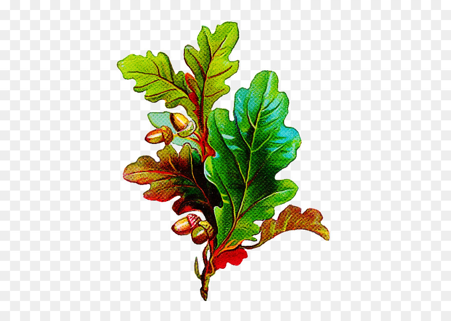 Hoja，Planta PNG