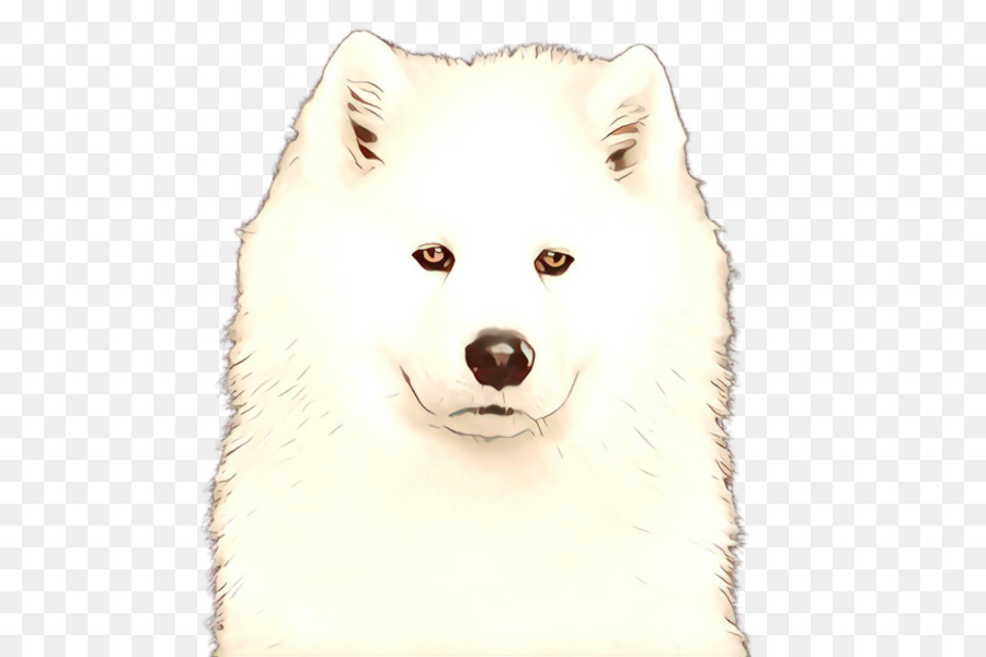 Perro，Samoyedo PNG