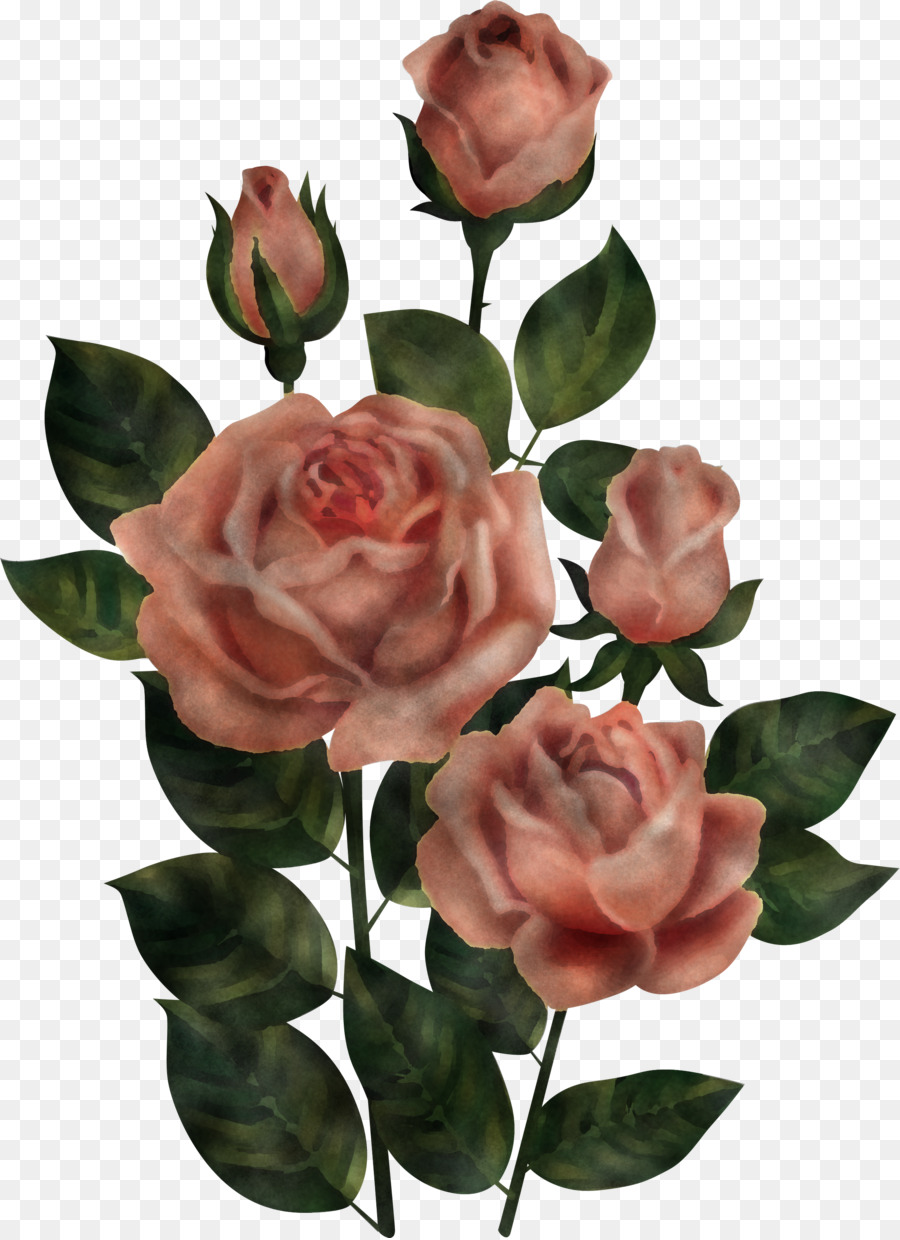 Rosa Rosa，Hojas Verdes PNG