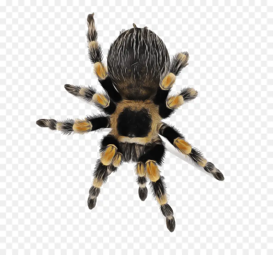 Tarántula，Araña PNG