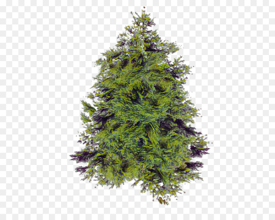 Shortleaf Abeto Negro，Amarillo Fir PNG