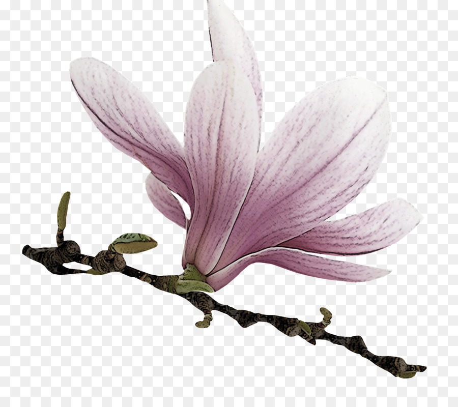 Flores Blancas，Florecer PNG