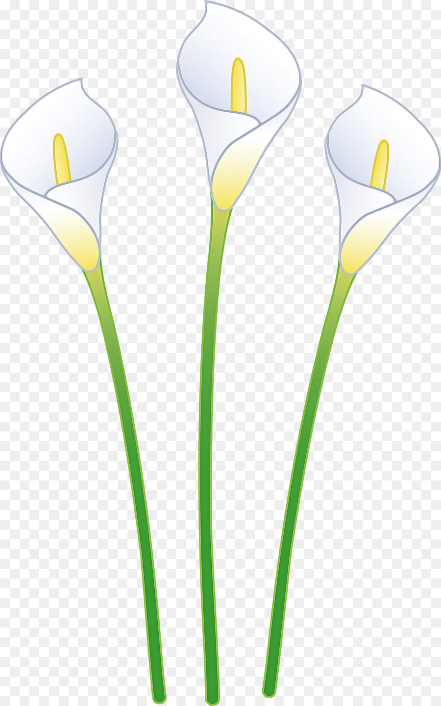 Flor，Planta PNG