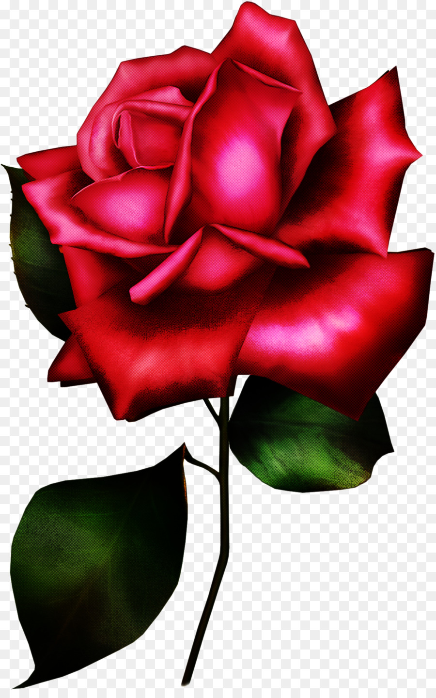 Rosa，Rojo PNG