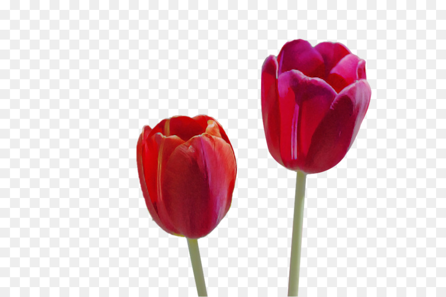 Tulipán，Planta PNG