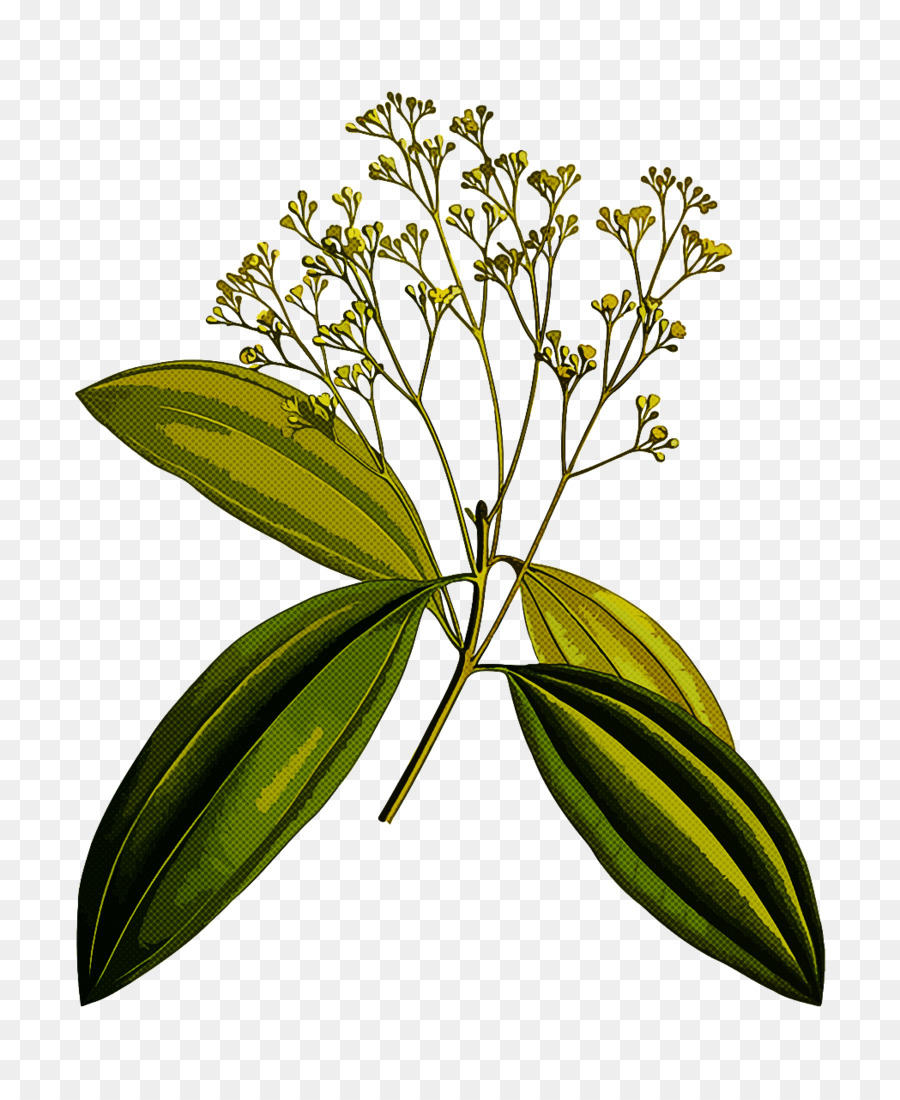 Flor，Planta PNG