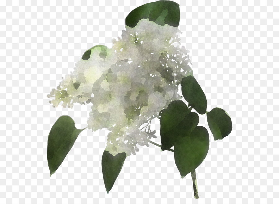 Flor，Blanco PNG