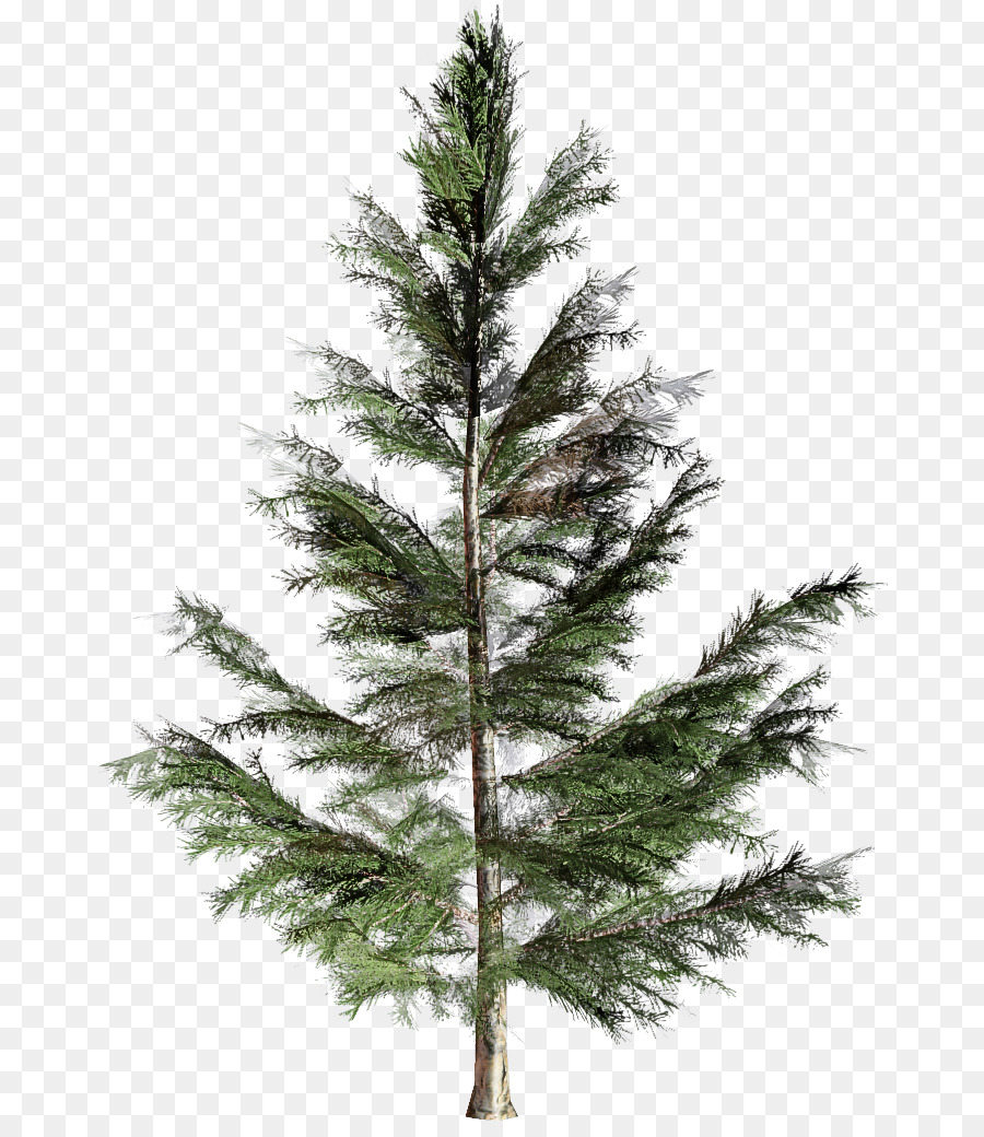 Árbol，Shortleaf Abeto Negro PNG