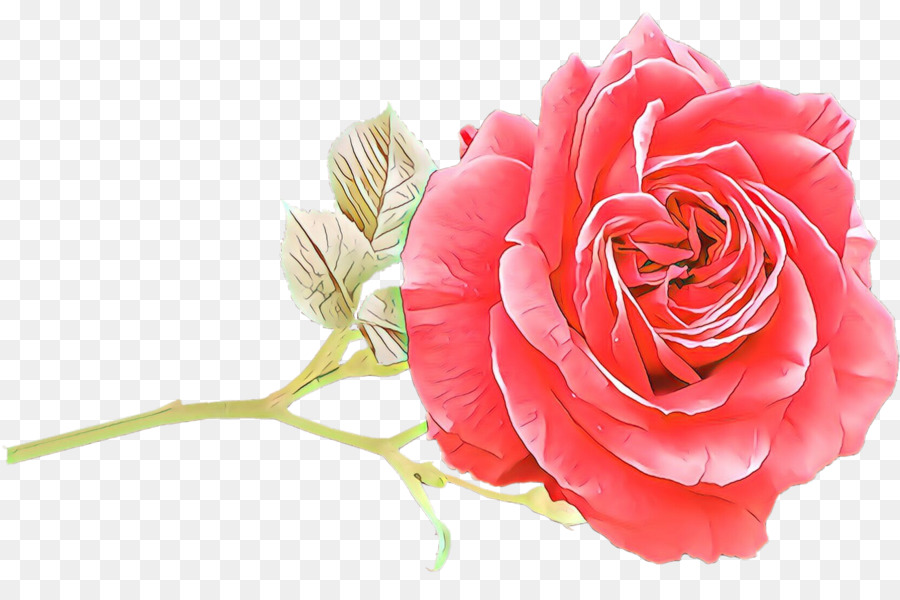 Rosa Roja，Florecer PNG