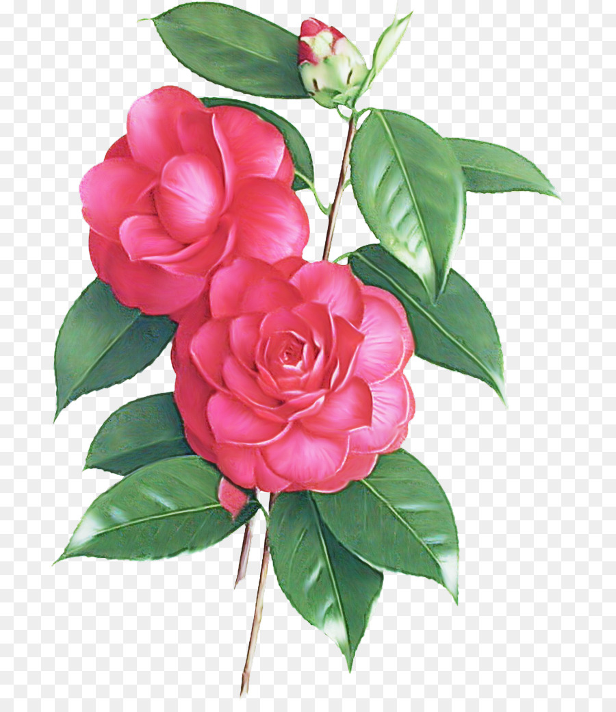 Flor，Rosa PNG