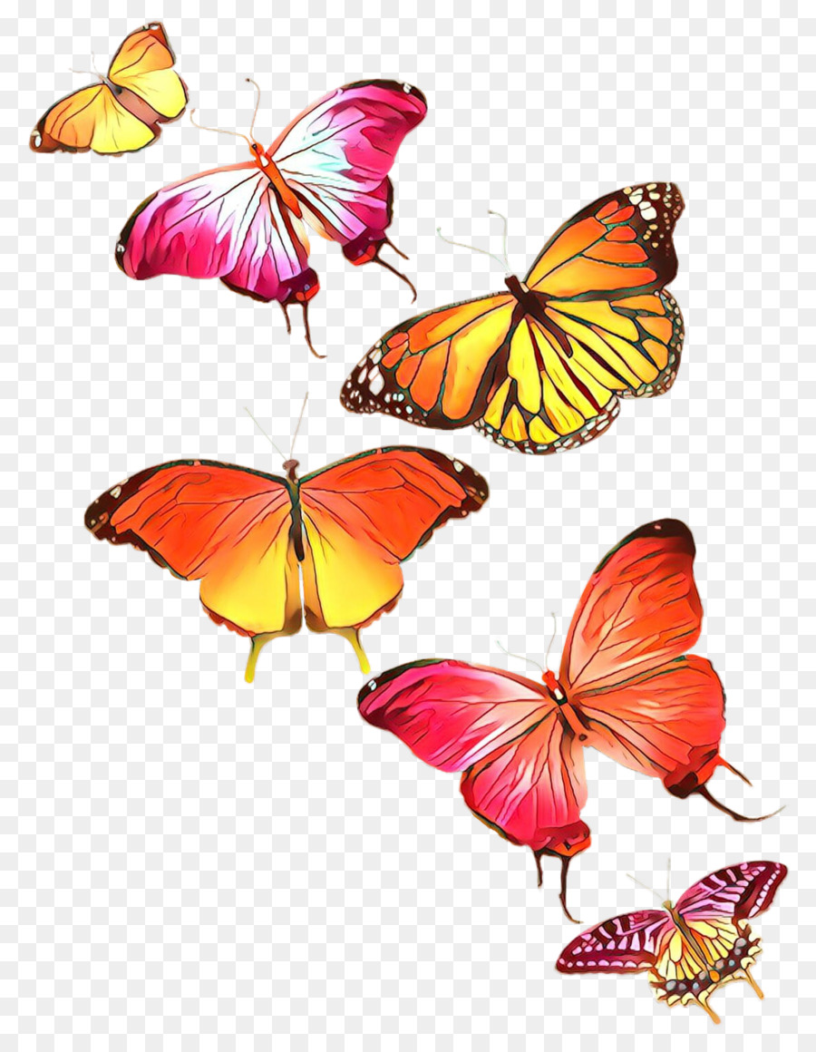 Las Polillas Y Las Mariposas，Mariposa PNG