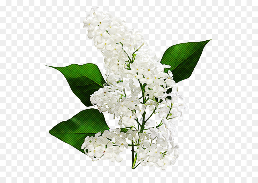 Flor，Blanco PNG