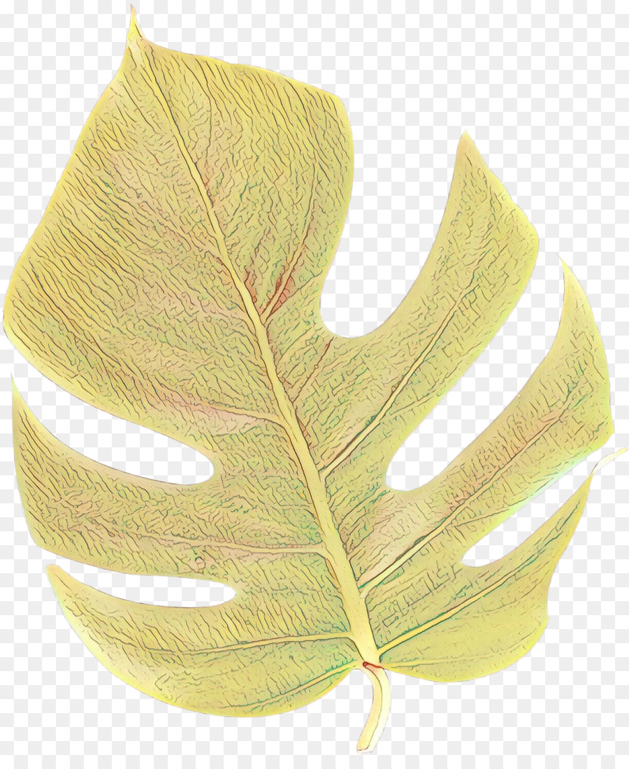 Hoja，Planta PNG