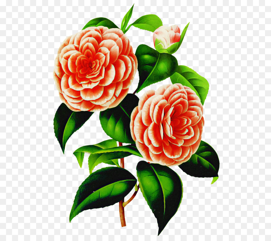 Rosas，Floración PNG