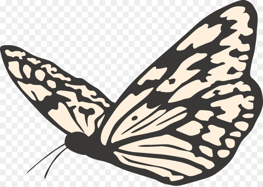 Las Polillas Y Las Mariposas，Mariposa PNG