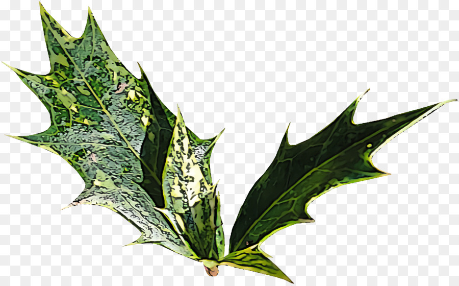 Hoja，Planta PNG