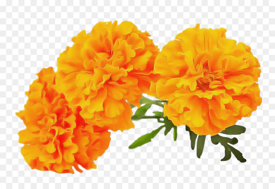 Tagetes，Inglés De Caléndula PNG