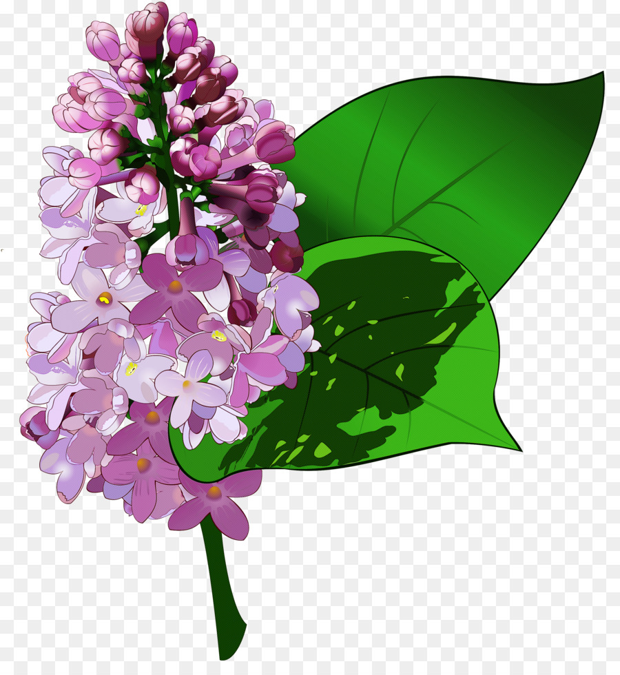 Flor，Lila PNG