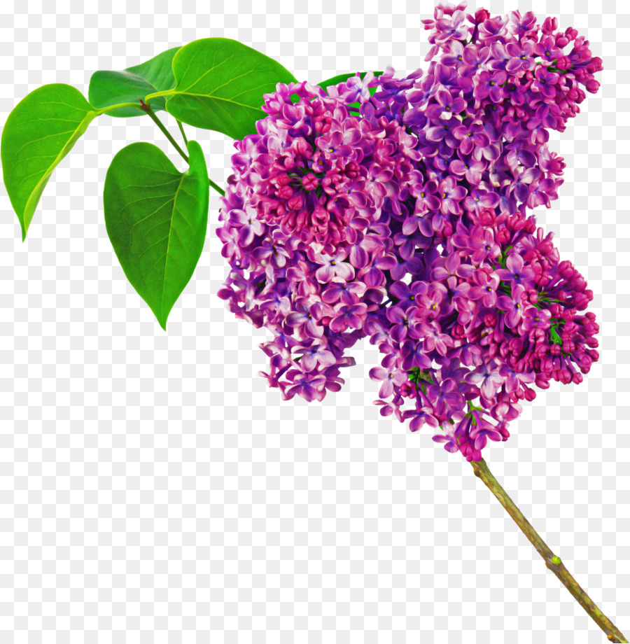 Flor，Lila PNG