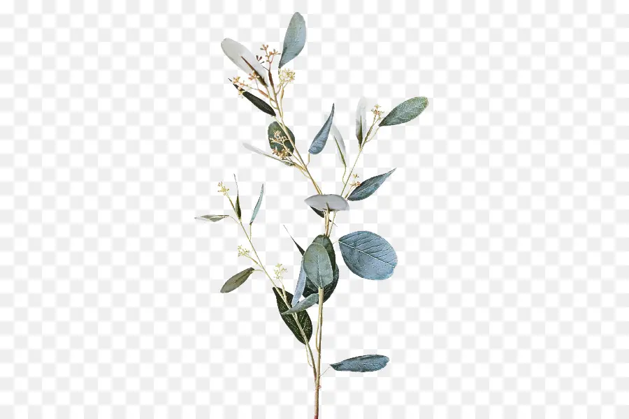 Flor，Planta PNG