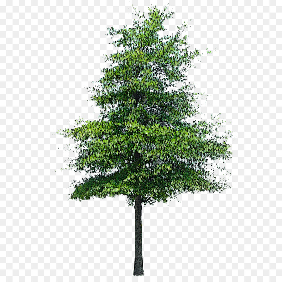 Árbol，Planta PNG