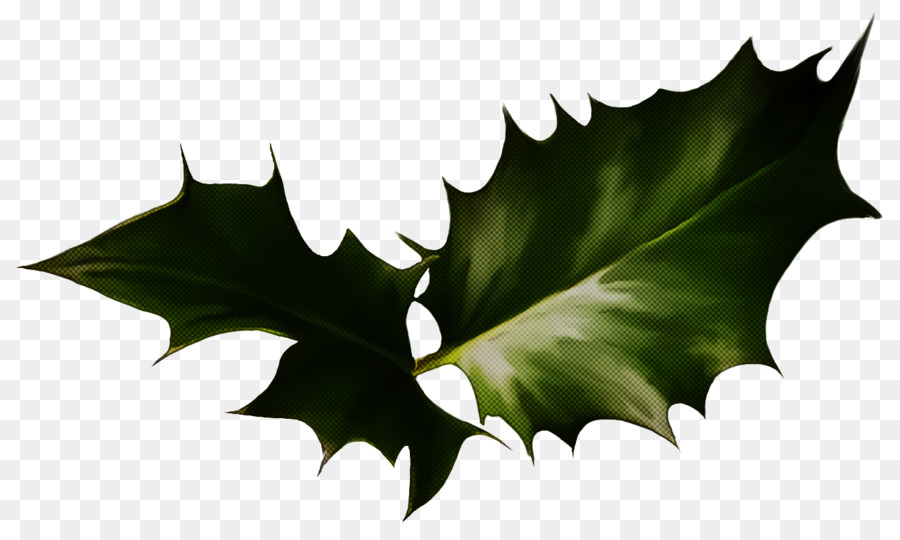 Hoja，Acebo PNG