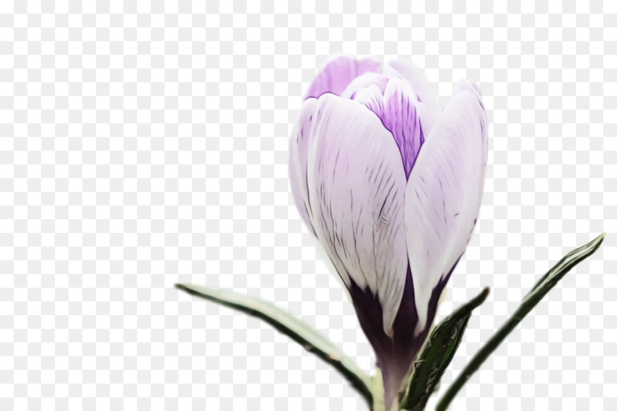 Flor，Púrpura PNG