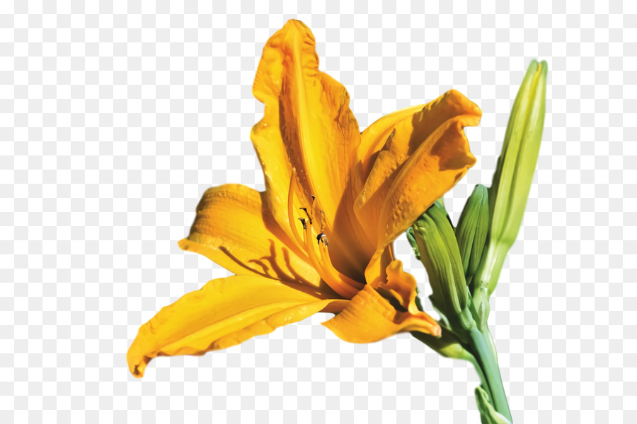 Flor，Amarillo PNG