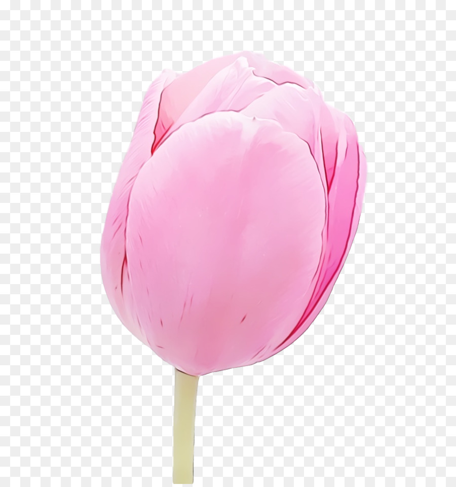 Rosa，Tulip PNG