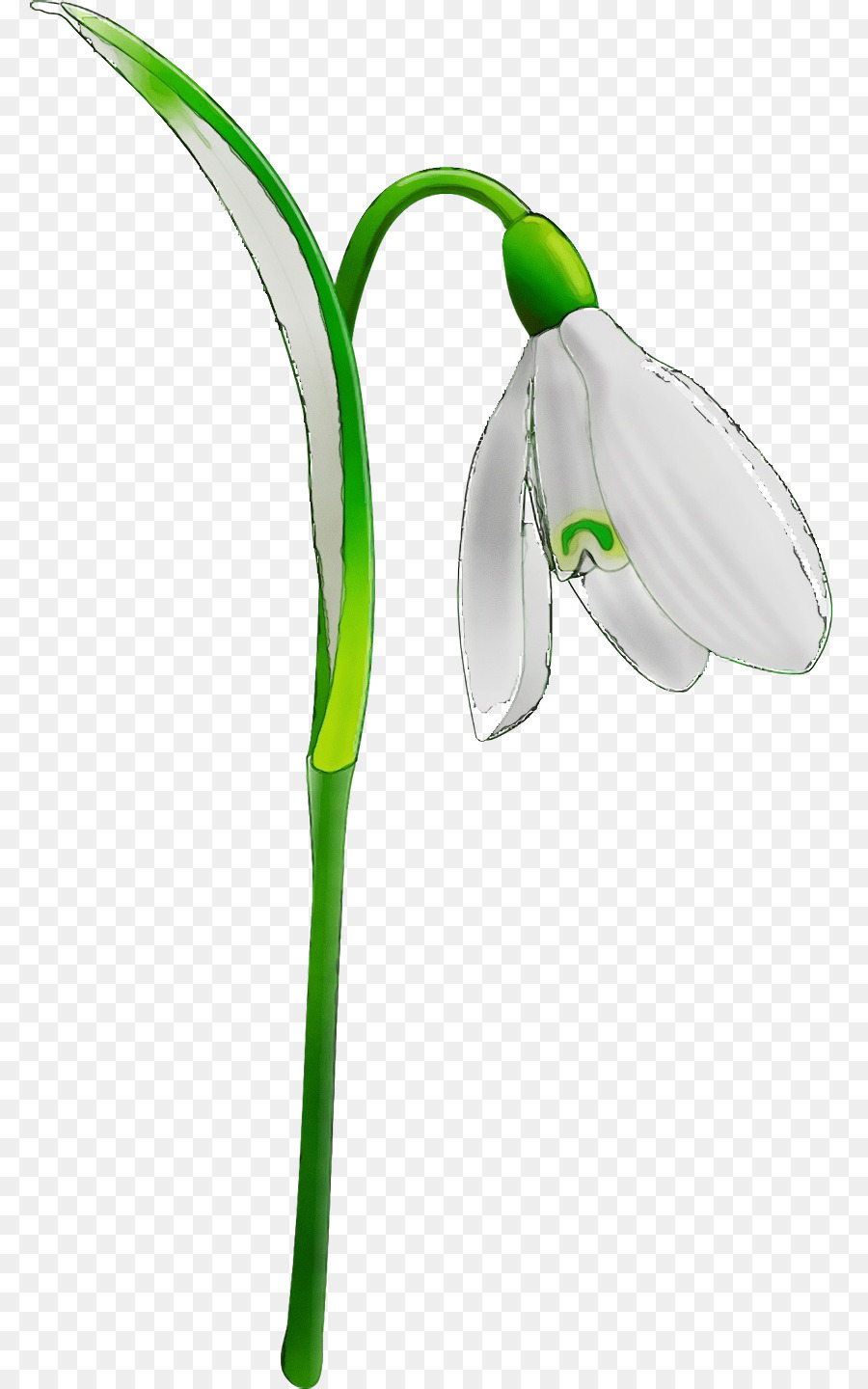 Verde，Campanilla De Invierno PNG