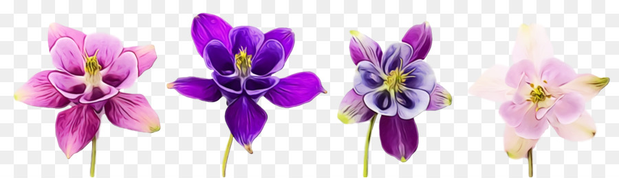 Flor，Violeta PNG