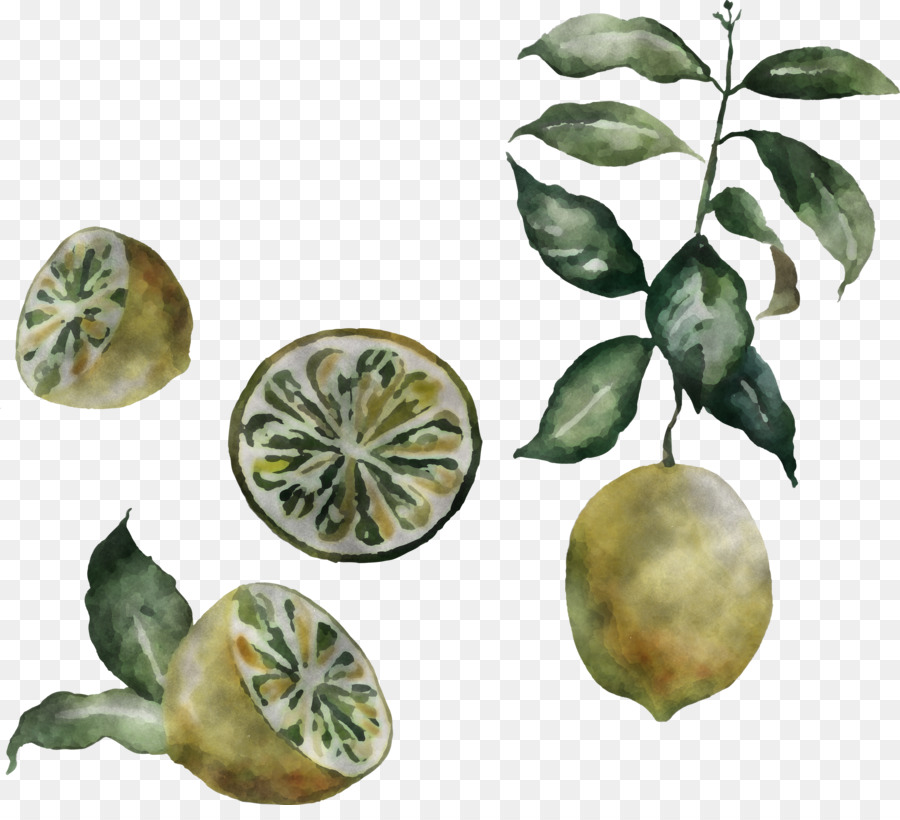 Hoja，Planta PNG