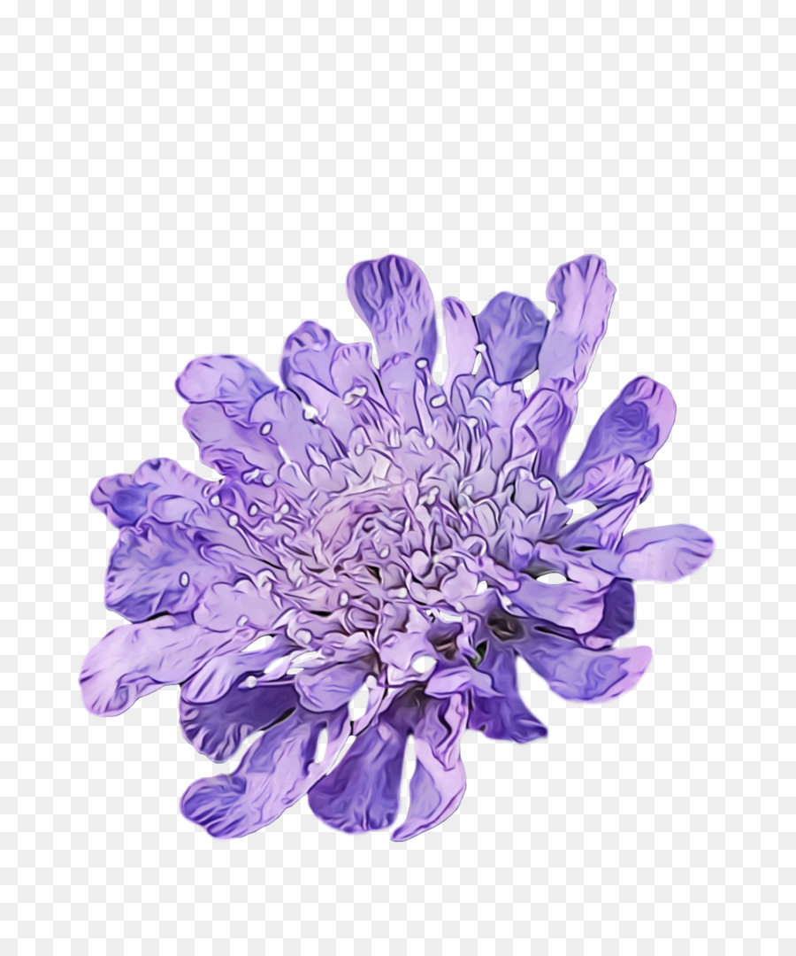 Flor，Violeta PNG