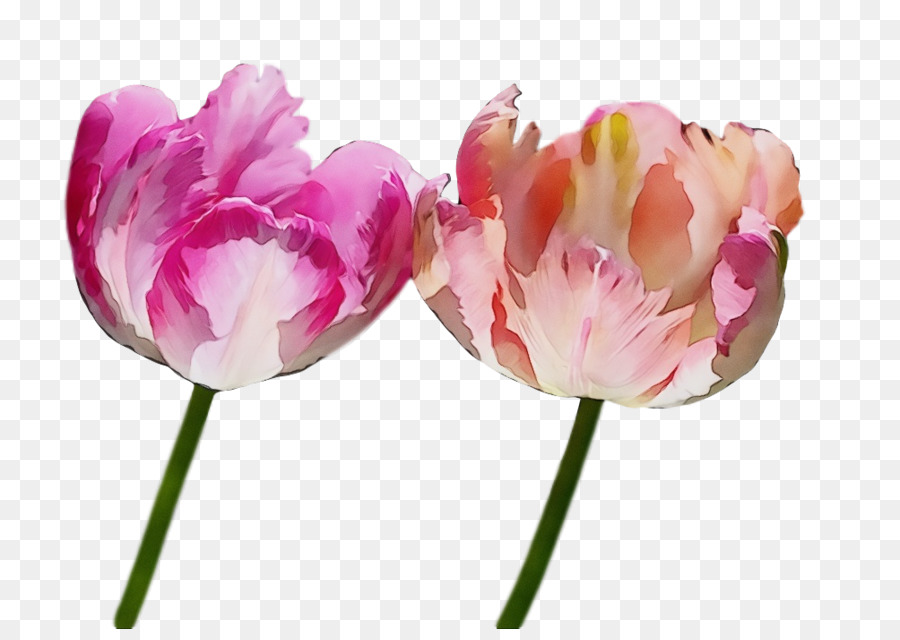 Flores Rosadas，Florecer PNG