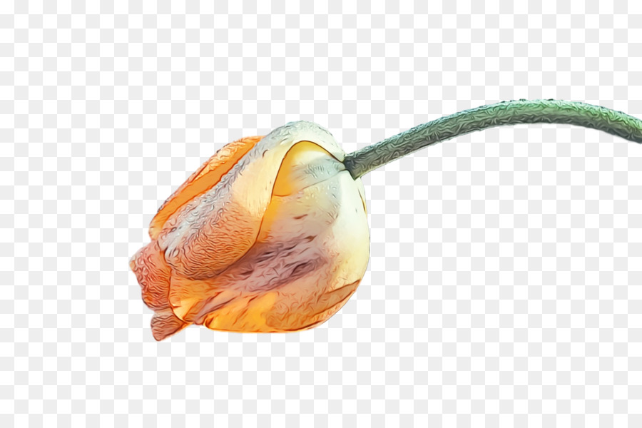 Naranja，Planta PNG