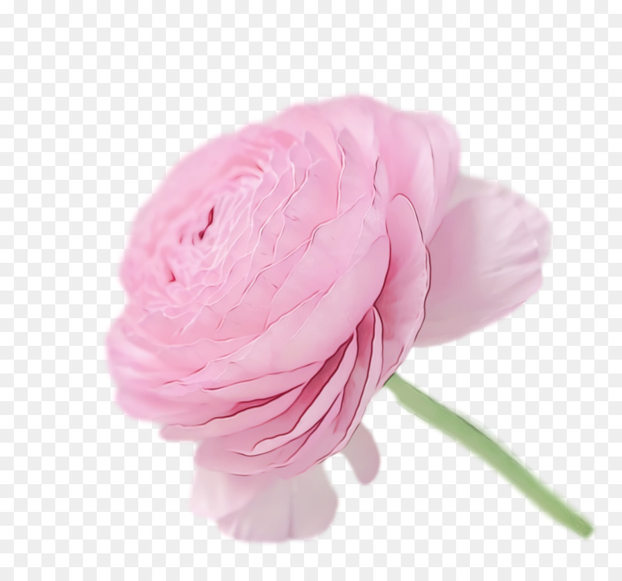 Flor Rosa，Flor PNG