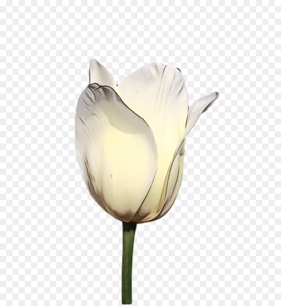 Blanco，Tulip PNG
