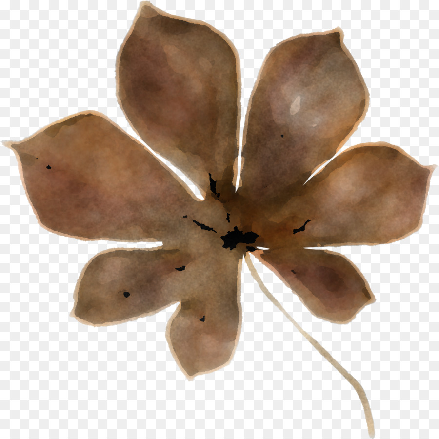 Pétalo，Flor PNG