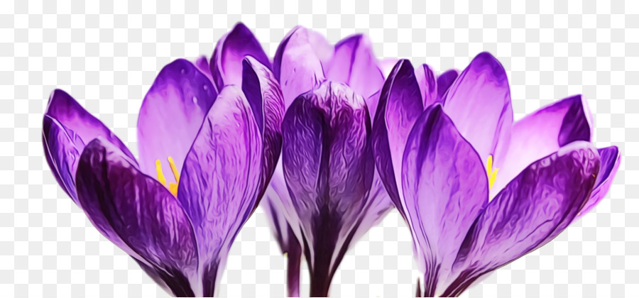 Crocus，Violeta PNG