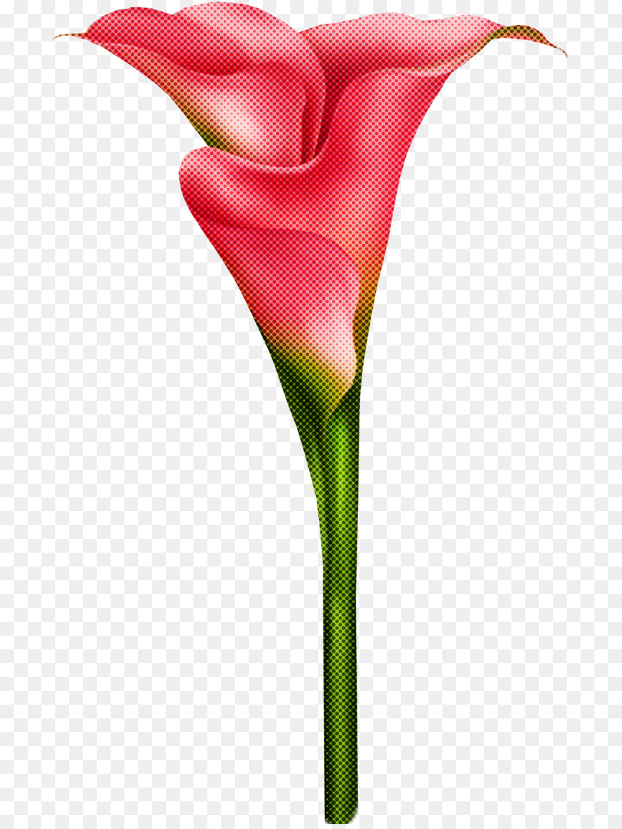 Flor，Rojo PNG