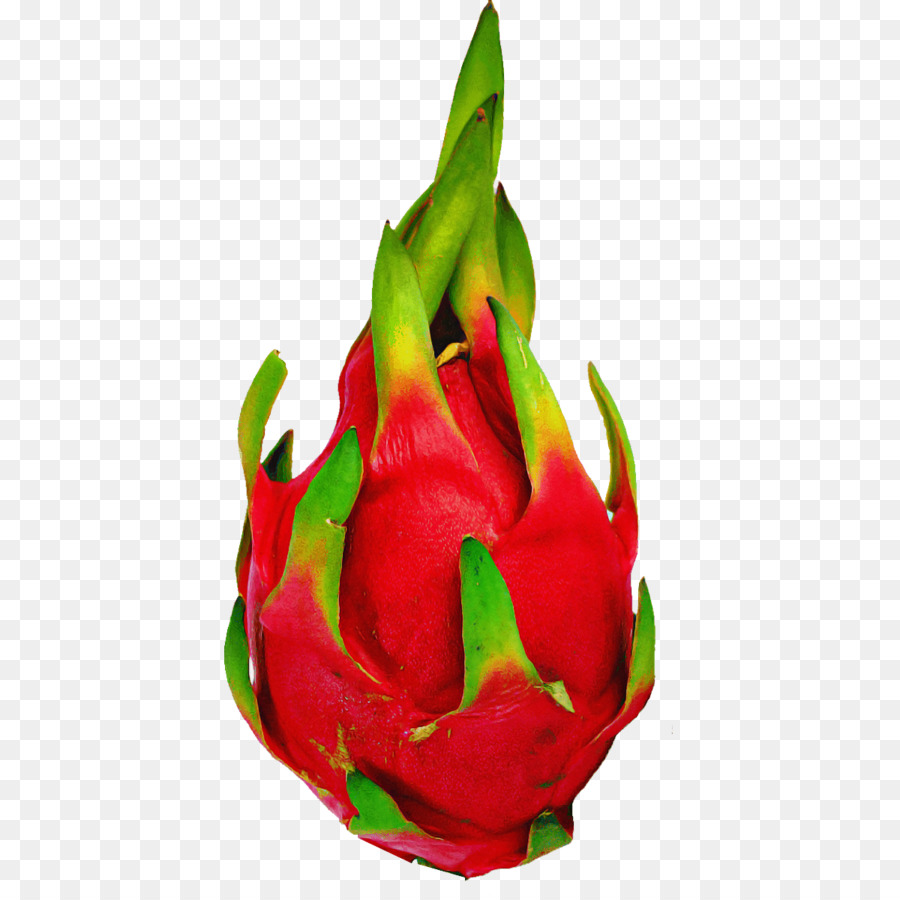 La Pitaya，Rojo PNG