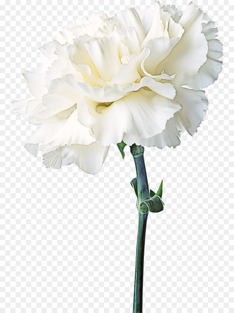 Blanco，Las Flores Cortadas PNG