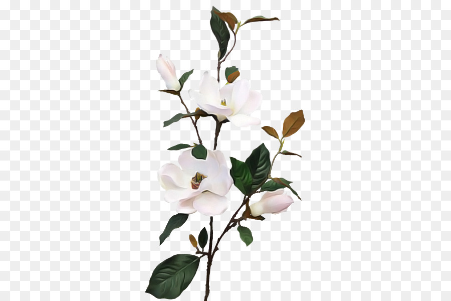 Flor，Rama PNG