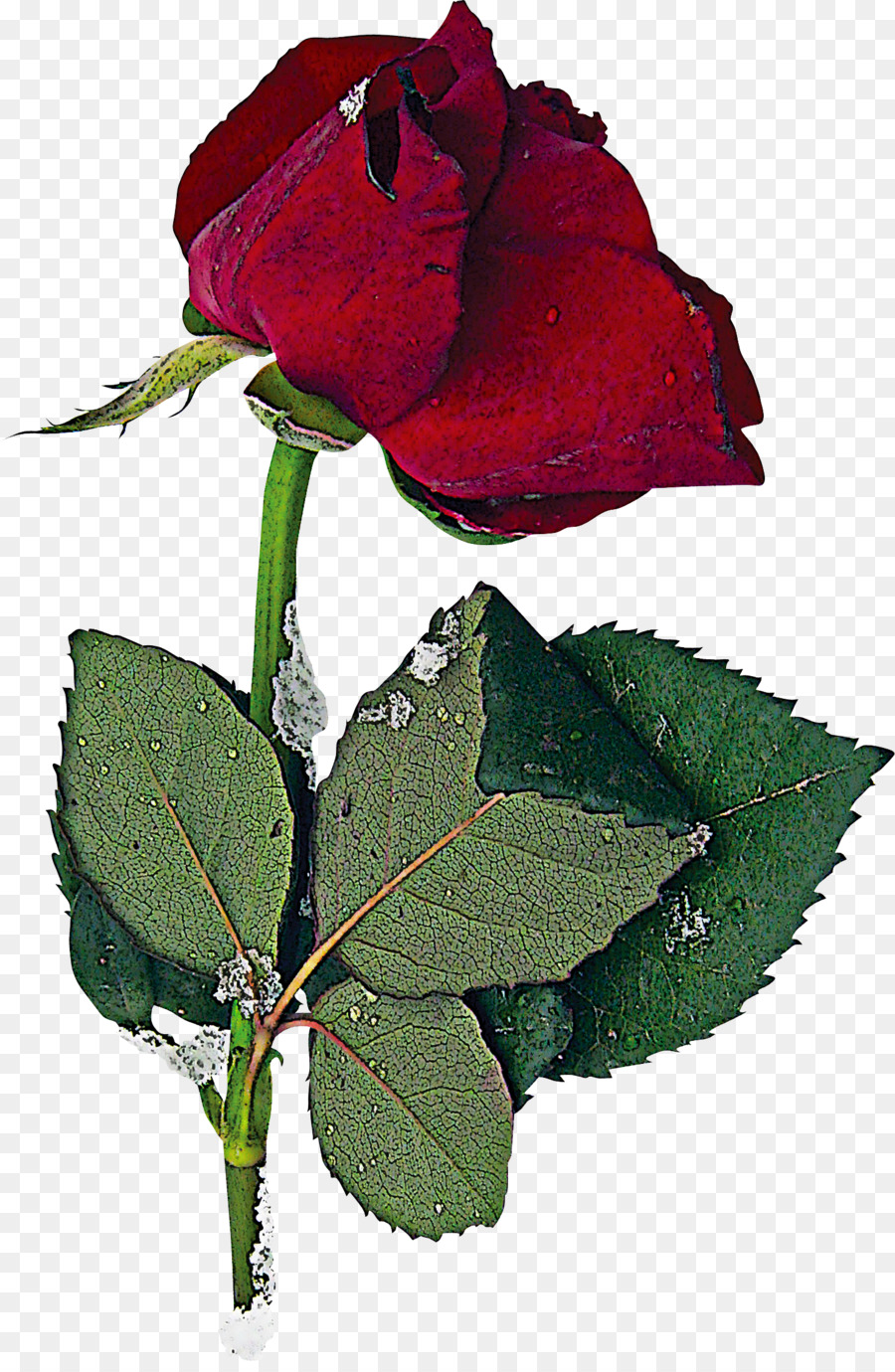 Rosa Roja，Amar PNG