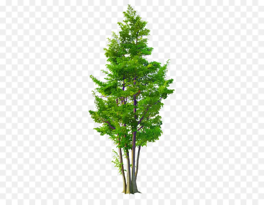 Árbol，Planta PNG